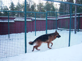 Kennel