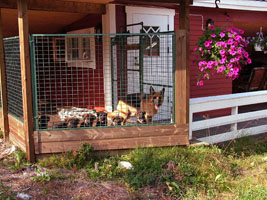 Kennel