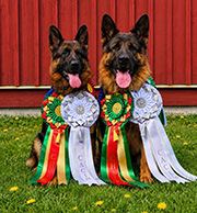 Pollie & Nixo
