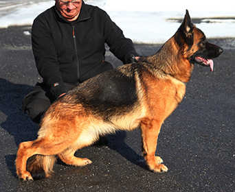 Kennel Quattrogården - Female Dogs