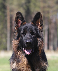 Ragnar head