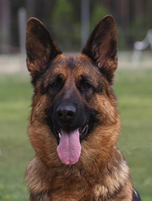 Swix head