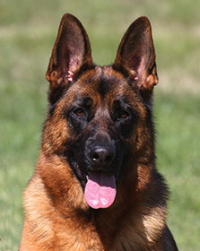 Utzie head